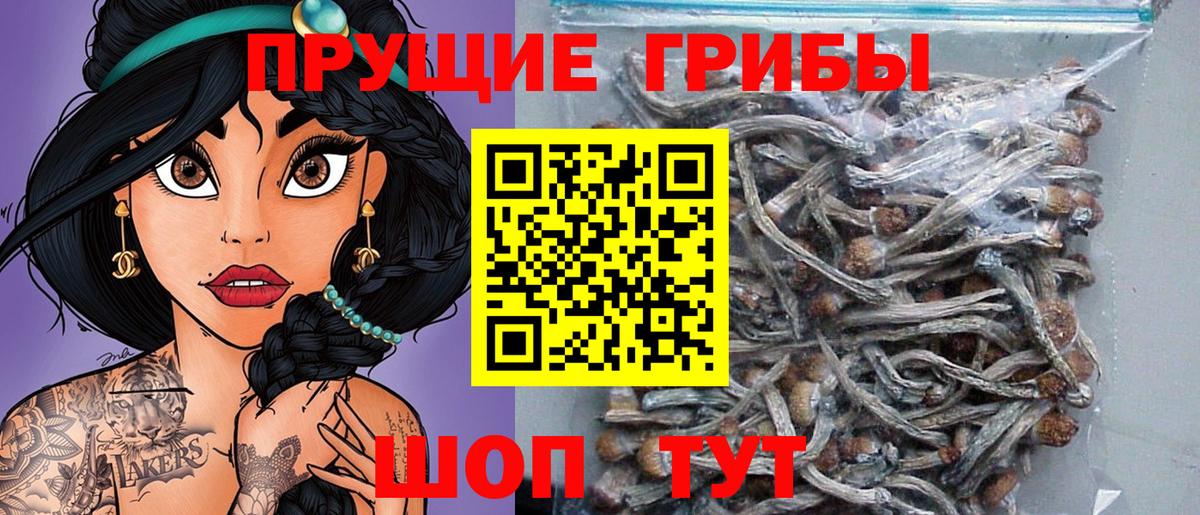 Кинешма  наркота  Вход с VPN  Псилоцибиновые грибы Psilocybine cubensis 